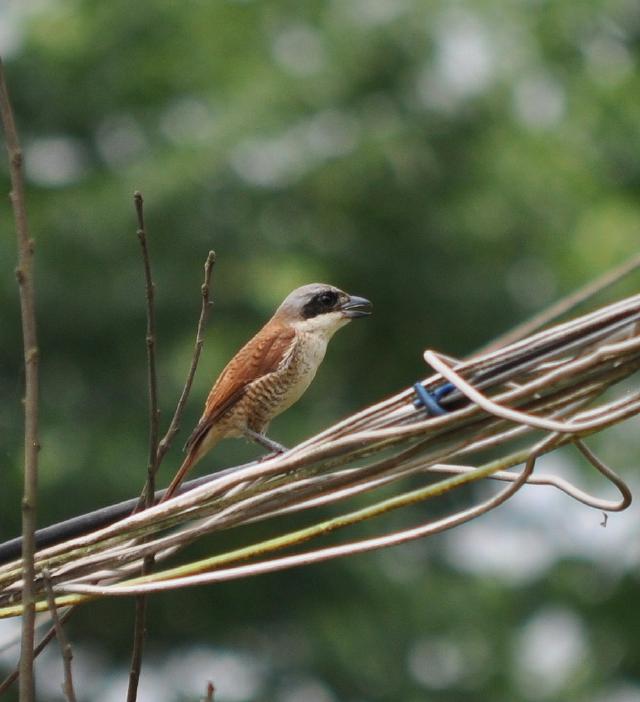 tiger shrike